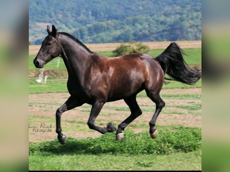 Wuerttemberg Gelding 14 years 16,2 hh Smoky-Black in Neuwied