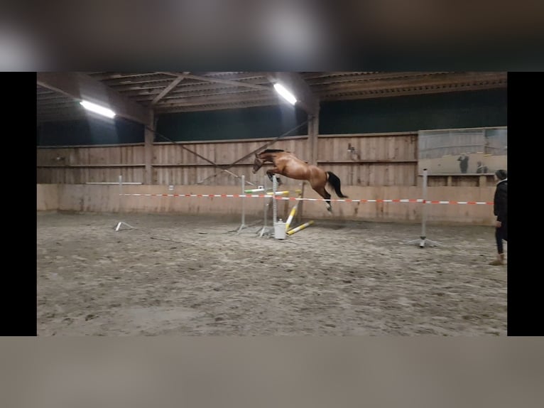 Wuerttemberg Gelding 14 years 16.3 hh Brown in Großrinderfeld