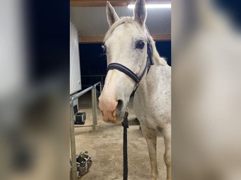 Wuerttemberg Gelding 14 years 16 hh Gray in Weil der Stadt