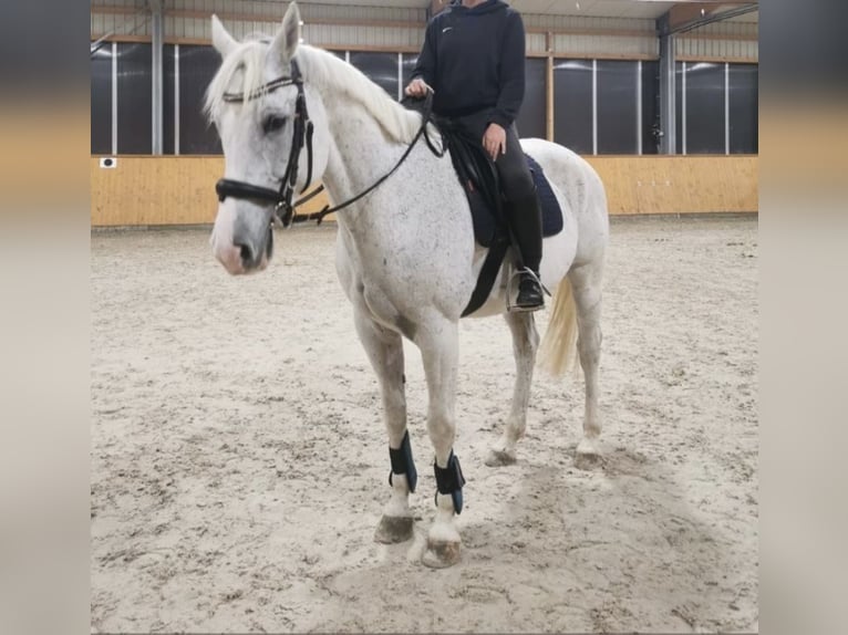 Wuerttemberg Gelding 14 years 16 hh Gray in Weil der Stadt