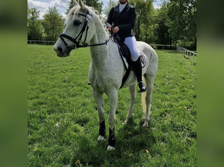 Wuerttemberg Gelding 14 years 16 hh Gray in Weil der Stadt