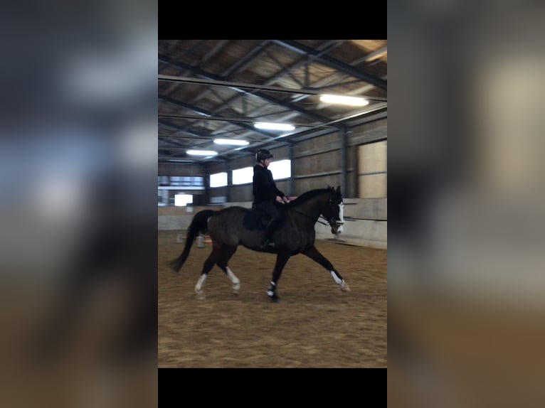 Wuerttemberg Gelding 14 years 16,1 hh Bay-Dark in Bischofswiesen