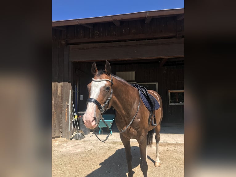 Wuerttemberg Gelding 14 years 16,1 hh Bay-Dark in Bischofswiesen