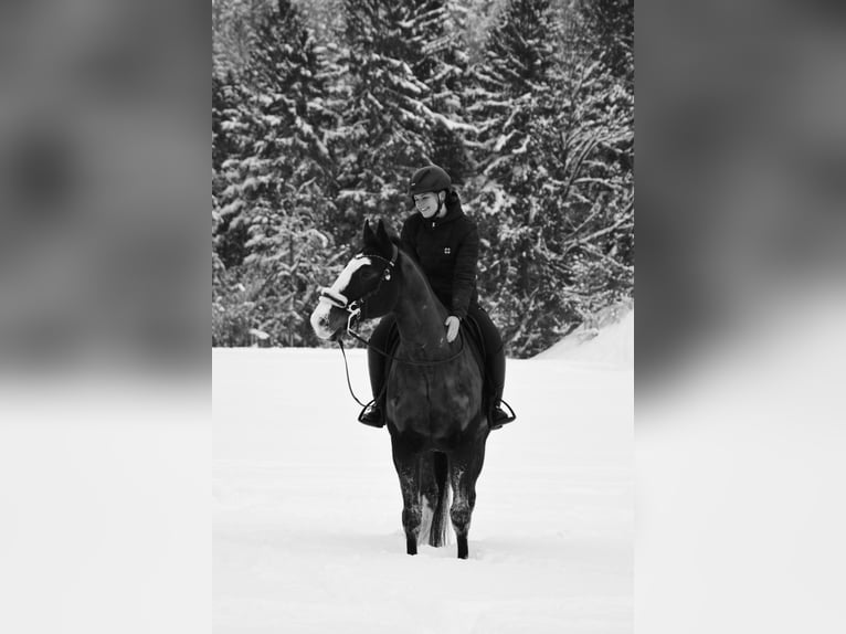 Wuerttemberg Gelding 14 years 16,1 hh Bay-Dark in Bischofswiesen
