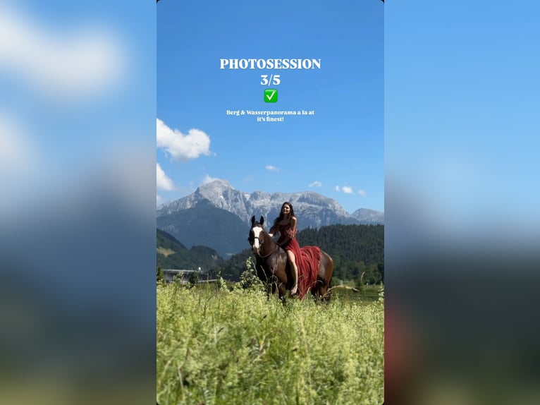 Wuerttemberg Gelding 14 years 16,1 hh Bay-Dark in Bischofswiesen