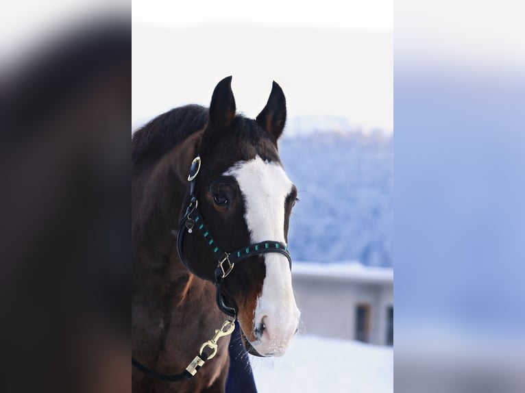 Wuerttemberg Gelding 14 years 16,1 hh Bay-Dark in Bischofswiesen