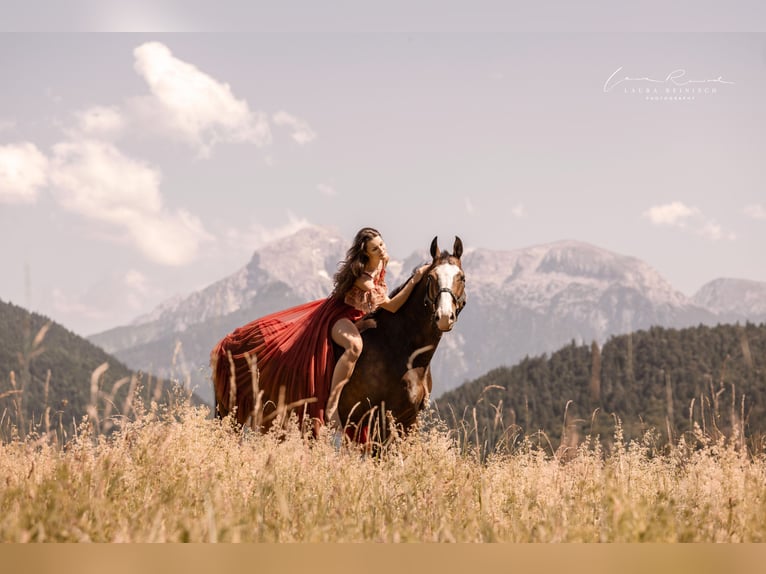 Wuerttemberg Gelding 14 years 16,1 hh Bay-Dark in Bischofswiesen