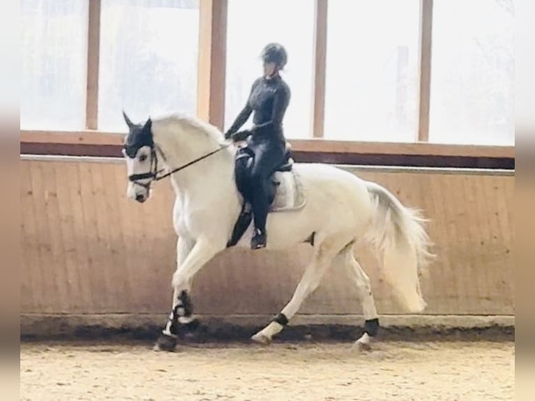 Wuerttemberg Gelding 14 years 16,1 hh Gray in Nidda