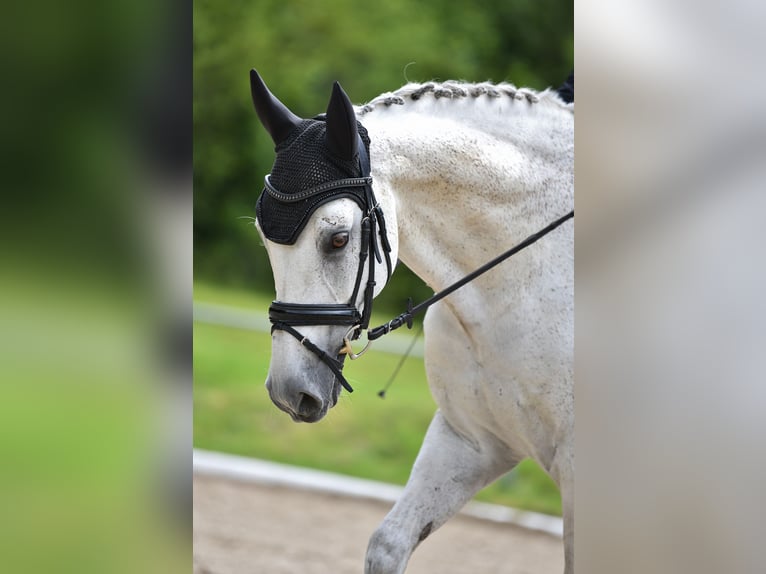 Wuerttemberg Gelding 14 years 16,1 hh Gray in Nidda