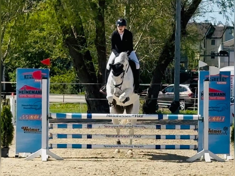 Wuerttemberg Gelding 14 years 16,1 hh Gray in Nidda