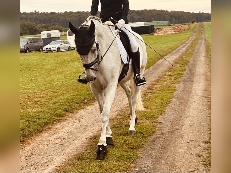 Wuerttemberg Gelding 14 years 16,1 hh Gray in Nidda