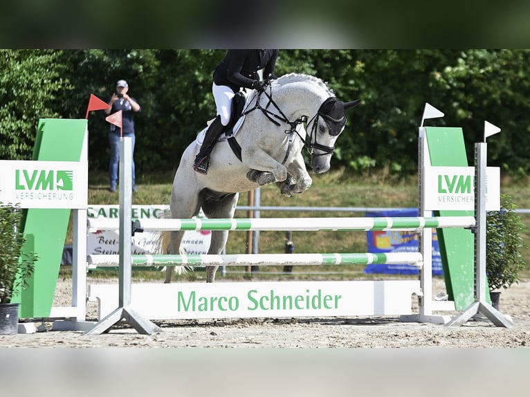 Wuerttemberg Gelding 14 years 16,1 hh Gray in Nidda