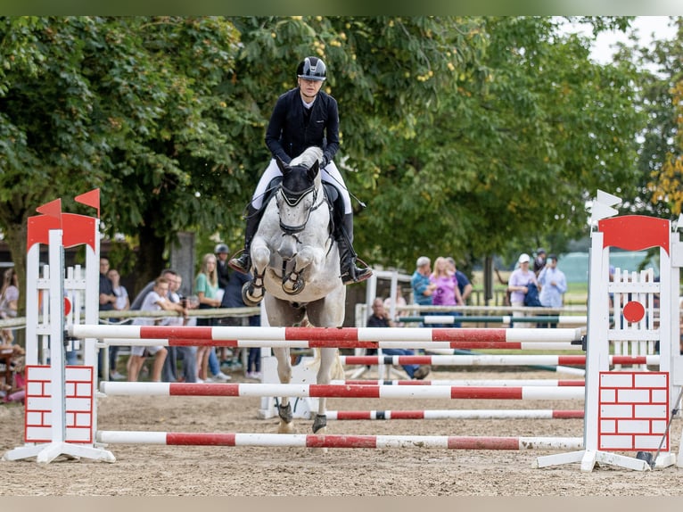 Wuerttemberg Gelding 14 years 16,1 hh Gray in Nidda