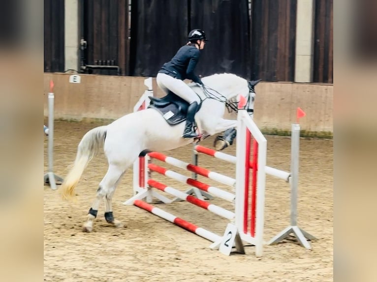 Wuerttemberg Gelding 14 years 16,1 hh Gray in Nidda