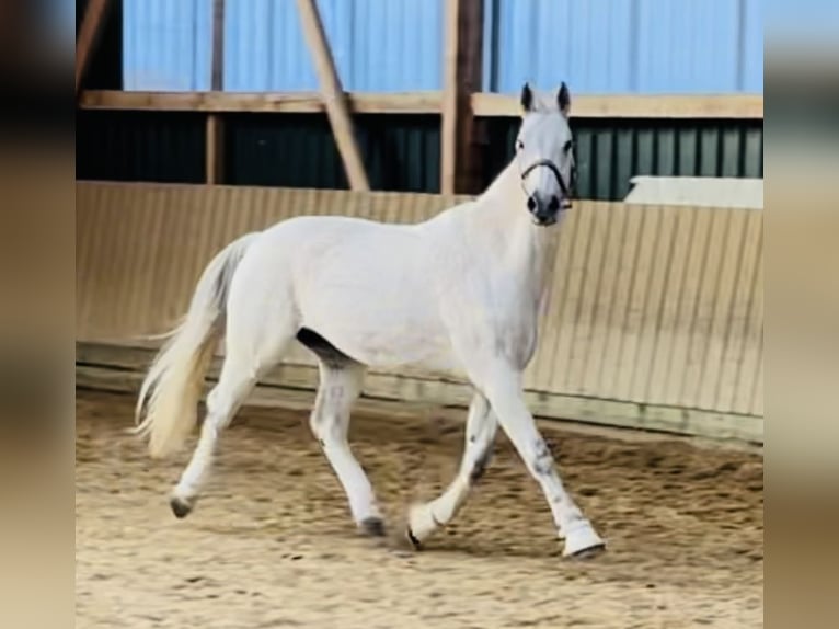 Wuerttemberg Gelding 14 years 16,1 hh Gray in Nidda