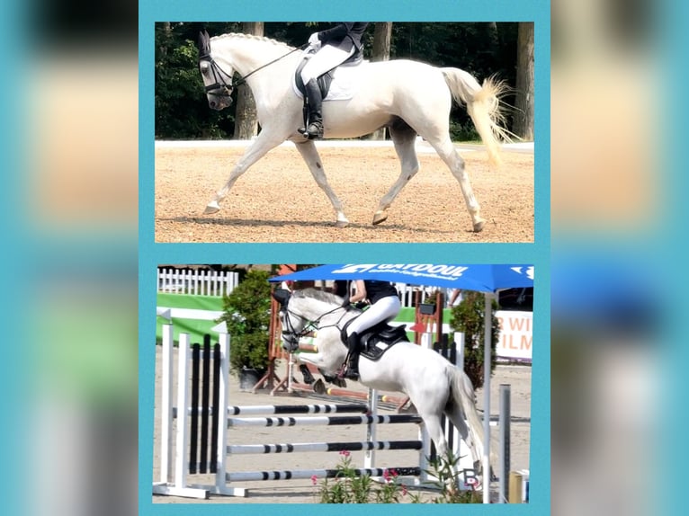 Wuerttemberg Gelding 14 years 16,1 hh Gray in Nidda