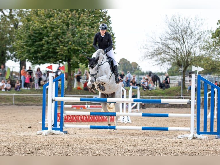 Wuerttemberg Gelding 14 years 16,1 hh Gray in Nidda