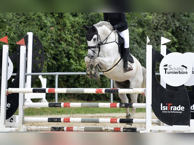 Wuerttemberg Gelding 14 years 16,1 hh Gray in Nidda