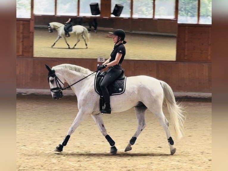 Wuerttemberg Gelding 14 years 16,1 hh Gray in Nidda