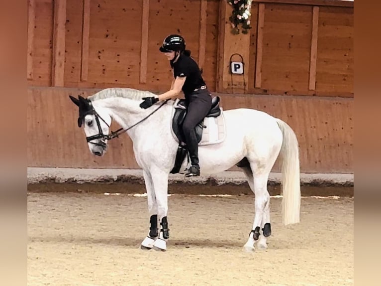 Wuerttemberg Gelding 14 years 16,1 hh Gray in Nidda