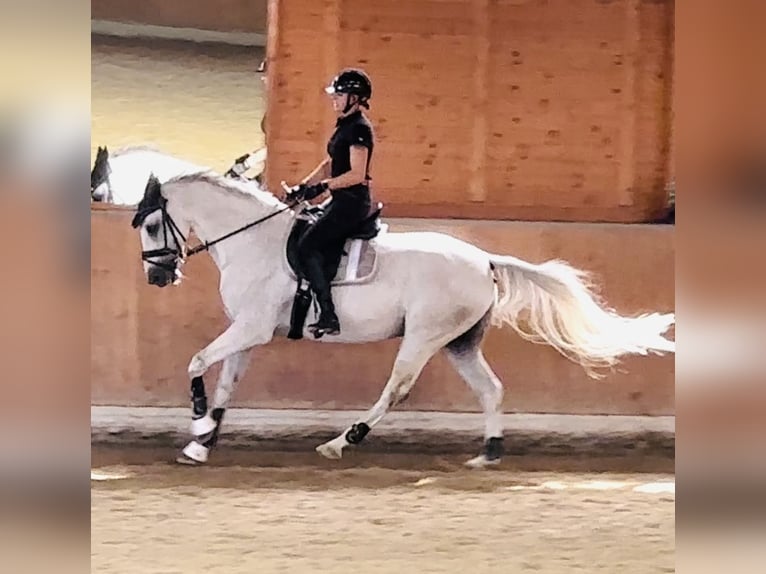 Wuerttemberg Gelding 14 years 16,1 hh Gray in Nidda