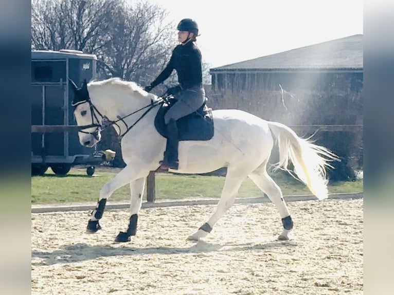Wuerttemberg Gelding 14 years 16,1 hh Gray in Nidda