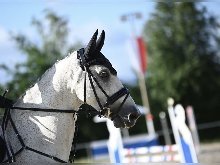 Wuerttemberg Gelding 14 years 16,1 hh Gray in Nidda