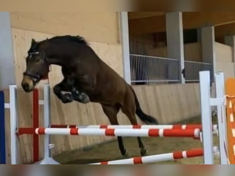 Wuerttemberg Gelding 14 years 16,2 hh Brown in St. Johann in Tirol