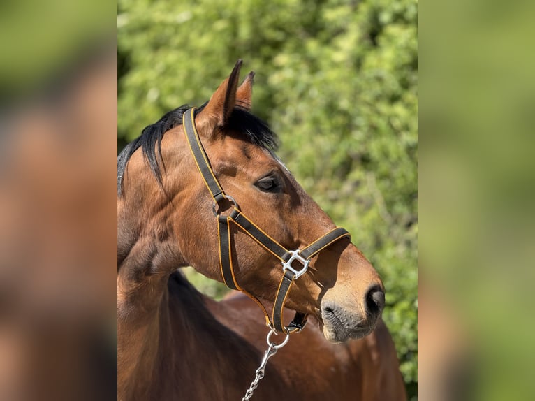 Wuerttemberg Gelding 14 years 16,2 hh Brown in Mainbernheim