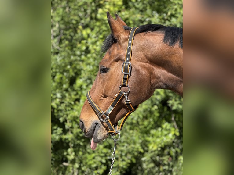 Wuerttemberg Gelding 14 years 16,2 hh Brown in Mainbernheim