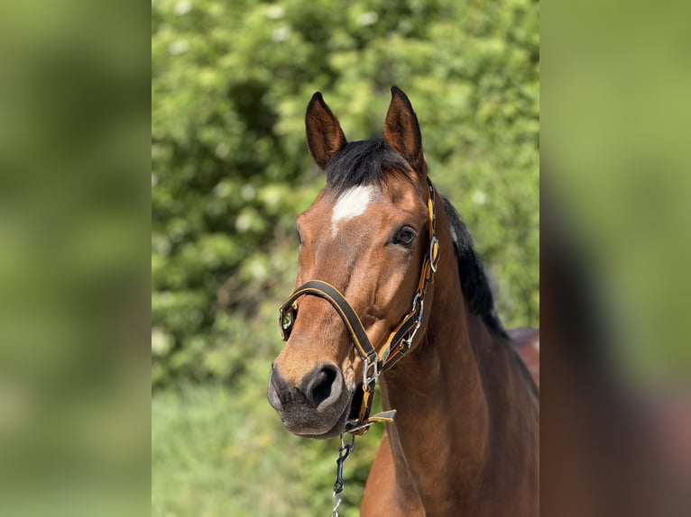 Wuerttemberg Gelding 14 years 16,2 hh Brown in Mainbernheim