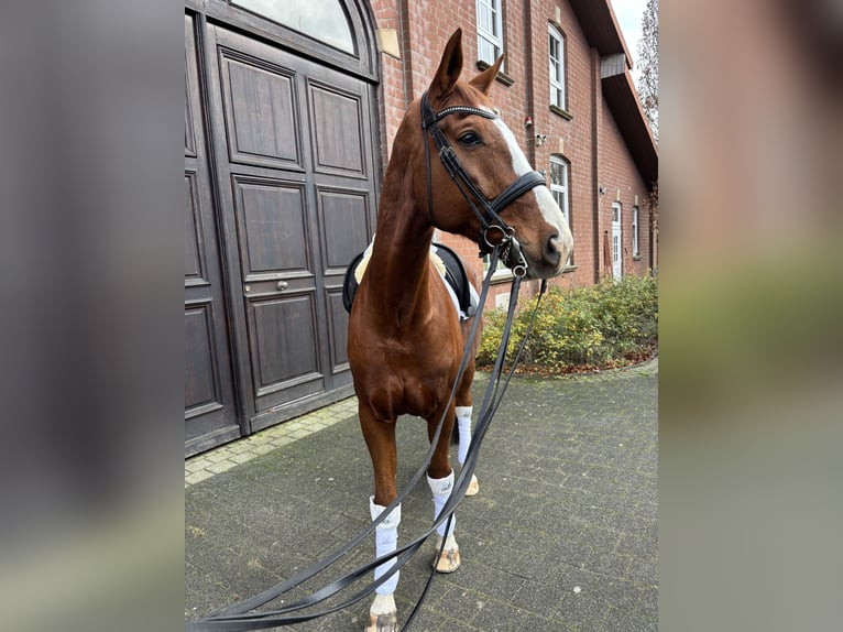 Wuerttemberg Gelding 14 years 17 hh Chestnut-Red in Alpen