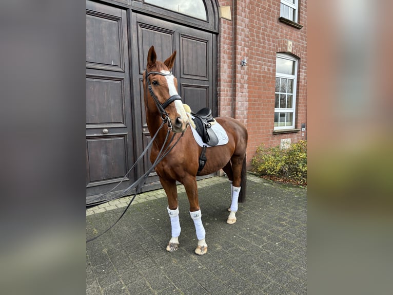 Wuerttemberg Gelding 14 years 17 hh Chestnut-Red in Alpen