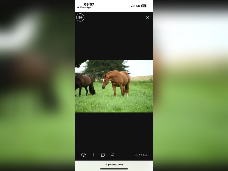 Wuerttemberg Gelding 14 years 17 hh Chestnut-Red in Hattingen