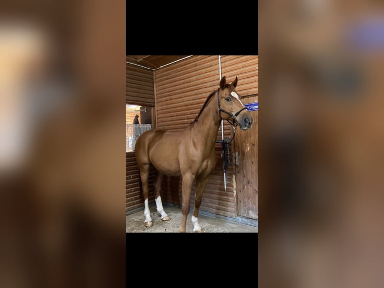 Wuerttemberg Gelding 14 years 17 hh Chestnut-Red in Hattingen