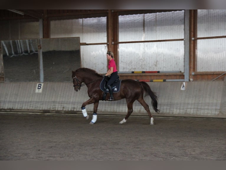 Wuerttemberg Gelding 14 years 17 hh Chestnut-Red in Schorndorf