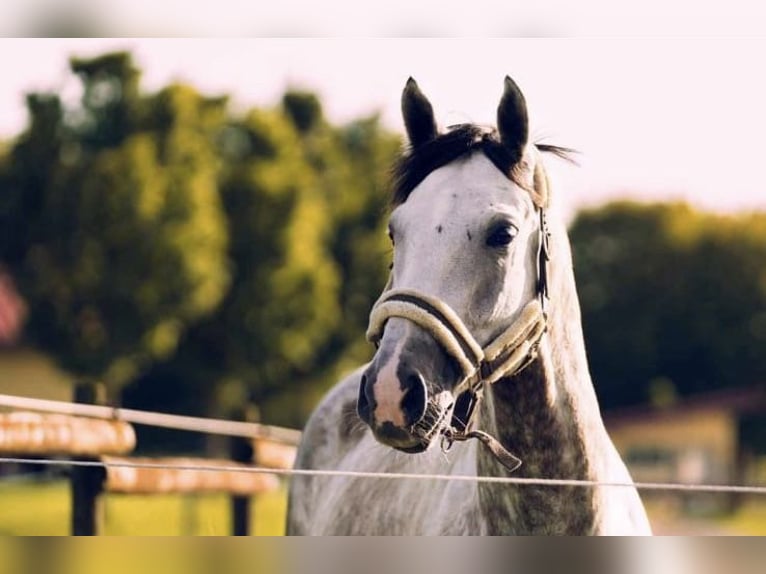 Wuerttemberg Gelding 14 years 17 hh Grey in Biberach an der Riß Bergerhausen