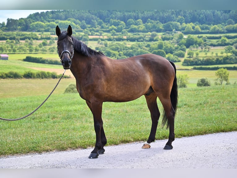 Wuerttemberg Gelding 14 years 17 hh Smoky-Black in Egenhausen