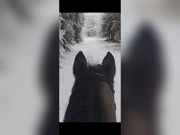 Wuerttemberg Gelding 14 years 17 hh Smoky-Black in Egenhausen