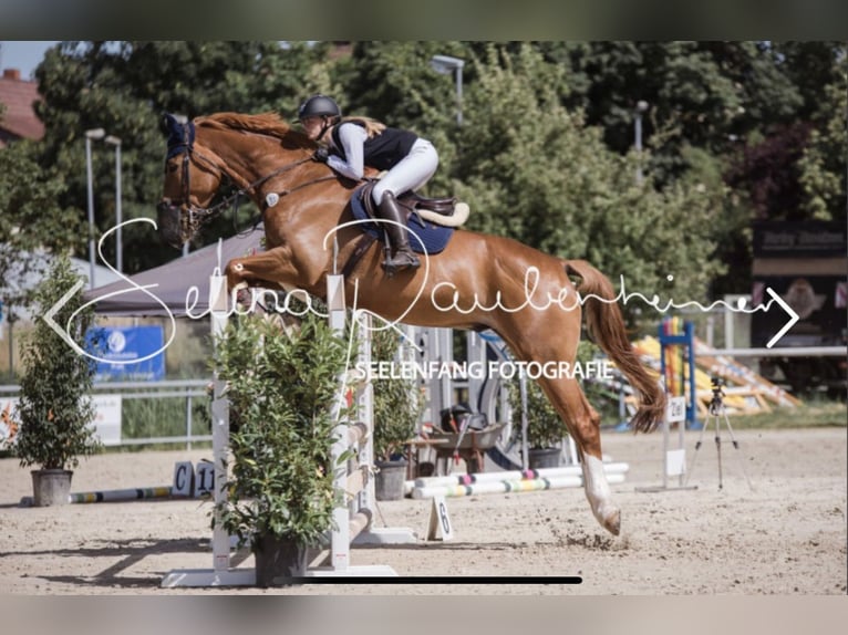 Wuerttemberg Gelding 14 years 18 hh Chestnut-Red in Hockenheim