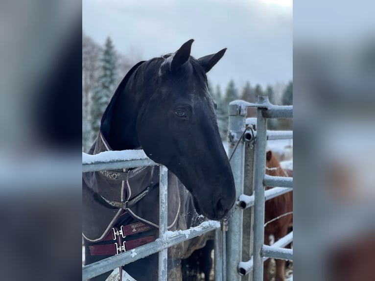 Wuerttemberg Gelding 15 years 16.1 hh Black in Bad Waldsee