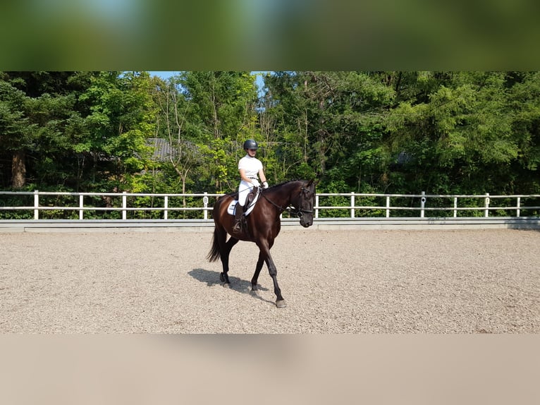 Wuerttemberg Gelding 15 years 16.1 hh Black in Bad Waldsee