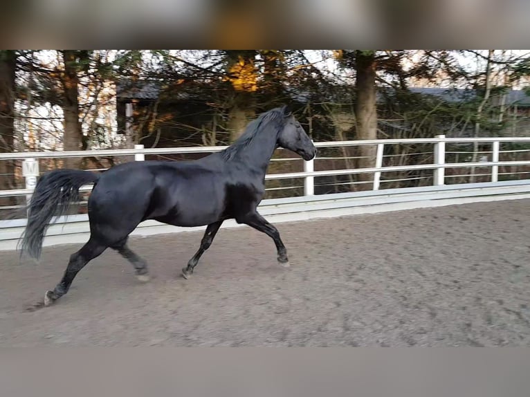Wuerttemberg Gelding 15 years 16.1 hh Black in Bad Waldsee