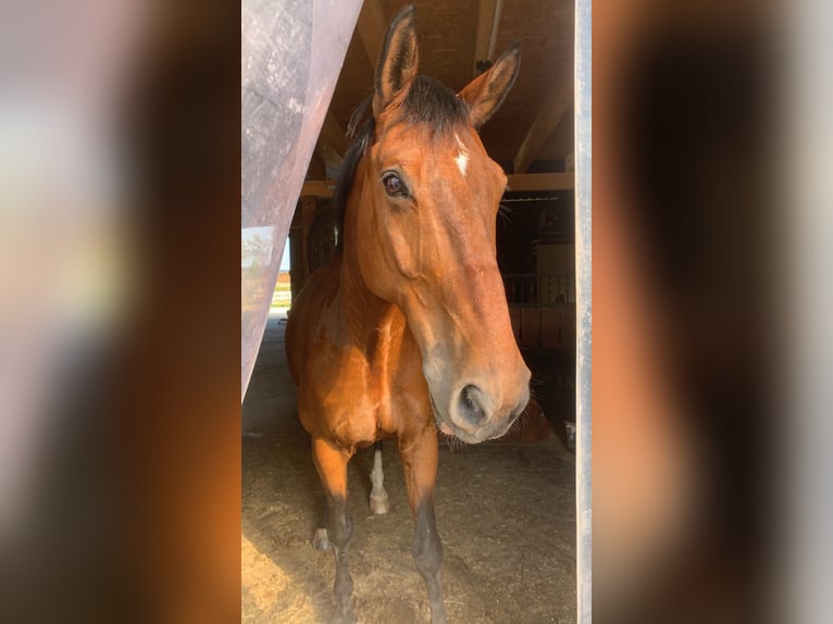 Wuerttemberg Gelding 15 years 16,1 hh Brown in Markdorf