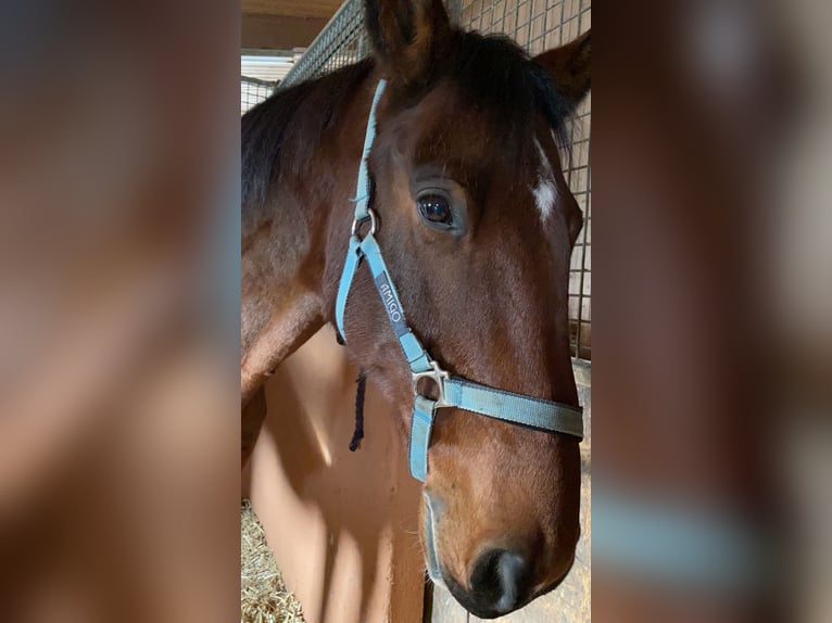 Wuerttemberg Gelding 15 years 16,1 hh Brown in Markdorf