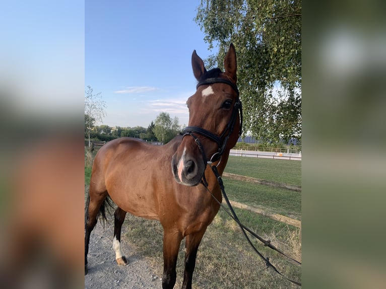 Wuerttemberg Gelding 15 years 16,1 hh Brown in Eppingen