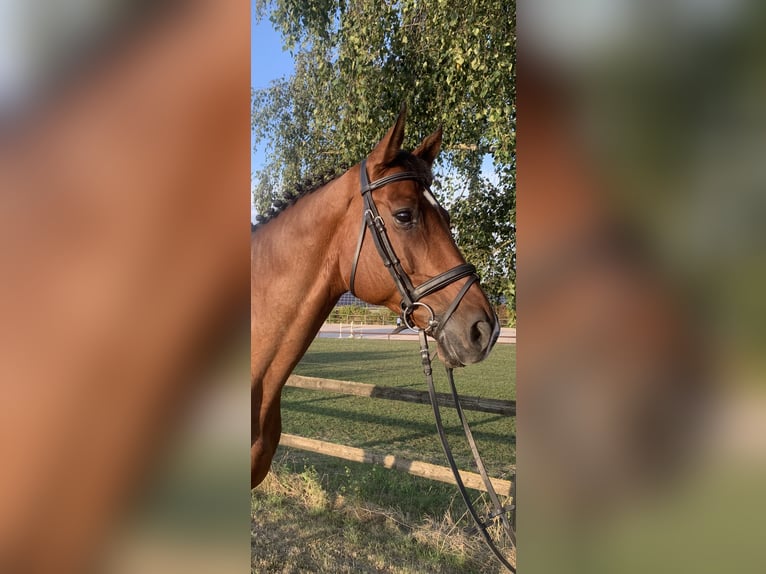 Wuerttemberg Gelding 15 years 16,1 hh Brown in Eppingen