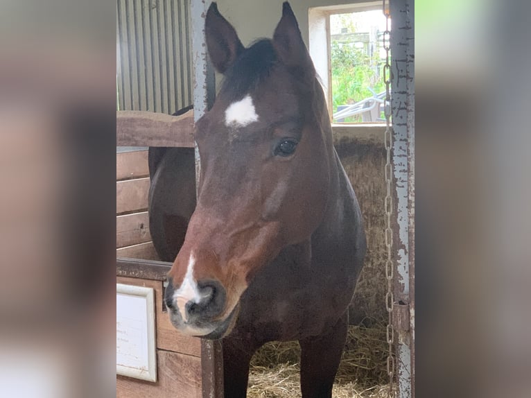 Wuerttemberg Gelding 15 years 16,1 hh Brown in Eppingen