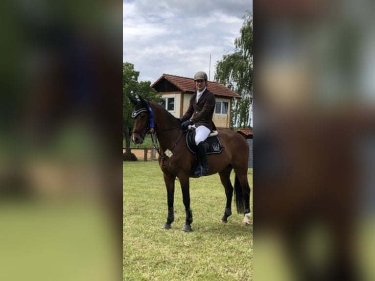 Wuerttemberg Gelding 15 years 16,1 hh Brown in Eppingen