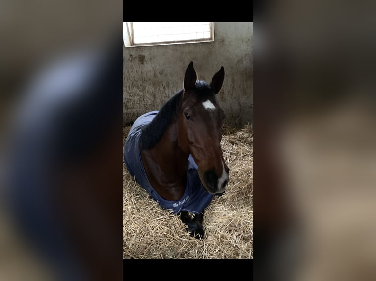 Wuerttemberg Gelding 15 years 16,1 hh Brown in Eppingen